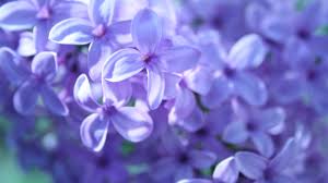 Violet and silver luxury vintage wallpaper. Purple Flowers Wallpaper 1920x1080 38140