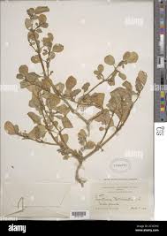 Image result for Trianthema