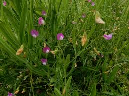 Image result for Lathyrus hirsutus