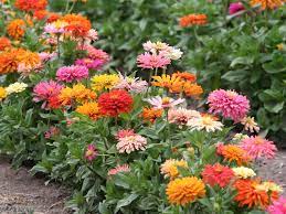 Best flowers for a small cutting garden. How To Start A Cutting Garden