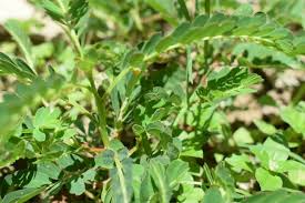 Image result for Phyllanthus fraternus