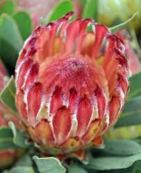 Red Mink Protea Available Year Round Sierra Flower Finder Protea Flower Protea Pink Live
