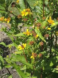 Image result for Guizotia