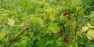 Image result for Rubus iringanus