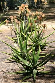 Image result for Aloe bukobana