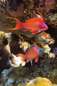 Travel Dahab Egypt Blue Hole Scuba Diving Underwater Life Photography Video In 2020 Beautiful Sea Creatures Underwater Wallpaper Ocean Life Photography