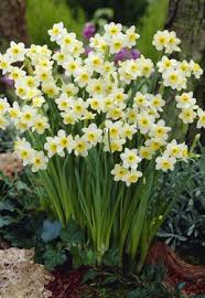 Narcissus Tazetta Minnow From Netherland Bulb Company Minnow Is One Of The Smallest Of All Narcissus And Daffo Daffodils Planting Daffodil Gardening Plants