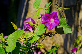 Image result for Ipomoea grantii