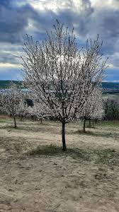 Image result for mandloň trojlaločná