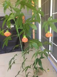 Image result for Abutilon lauraster