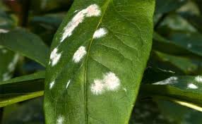 Inspect plants regularly during warm, dry conditions, and removing any leaves that s. How To Treat Powdery Mildew On Plants