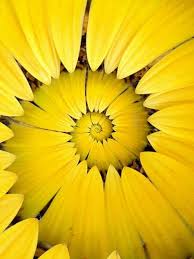 Black And Yellow Flowers When I Touch That Flower I Am Touching Infinity George Washington Carver Sunflower Petal Spiral Yellow Sun Shades Of Yellow Yellow Aesthetic