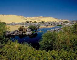 Image result for Pycreus fluminalis