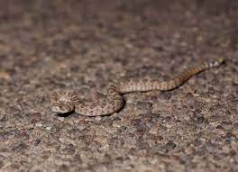 But baby rattlesnakes are born in july and august, making these two months especially dangerous for hikers, gardeners, children and others at high risk of exposure to rattlesnake bites. 12 Remarkable Facts About Rattlesnakes
