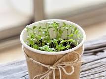 How To Grow Herbs From Seed Successfully Every Time – Urban Leaf