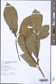Image result for Terminalia superba