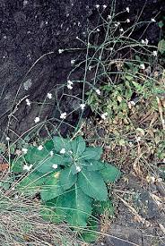 Image result for Crambe kilimandscharica