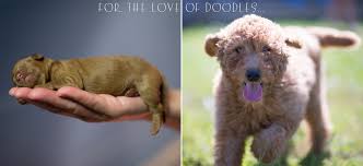 The fifth puppy was yet another surprise and was quite large as well at 12.2 ounces. Accredited Goldendoodle Breeder