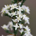 Image result for Asparagus flavicaulis