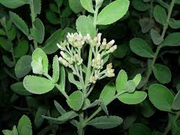 Image result for Pluchea dioscoridis