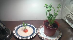 Read the seed packet label to get a feel for. How To Grow Carrot Tops With Time Lapse Youtube