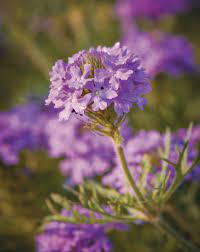 We did not find results for: Second Wave Of Wildflowers May 2019 Tpw Magazine