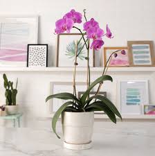 Check spelling or type a new query. 15 Easy Orchids You Can Grow Indoors Better Homes Gardens