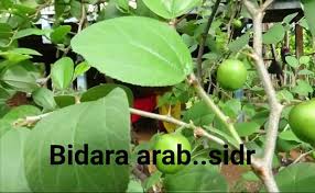 Sa'id abu ukkasyah 2 juli 2015 2 comments. Thread Excel Dee Cara Membedakan Bidara Asli Bidara Arab Atau Sidr Apel India Ciri Ci