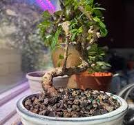 Bonsai success with Ficus Religiosa cutting