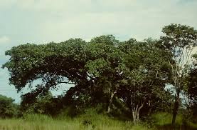 Image result for Ficus wakefieldii