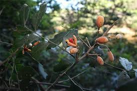 Image result for Trichilia