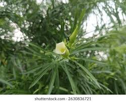 Image result for Cascabela