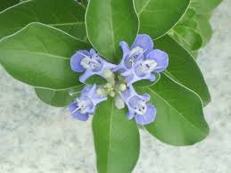 Image result for Vitex