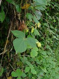 Image result for Rhynchosia micrantha