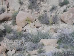 Image result for Nolletia arenosa