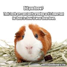 Pin On Guineapig Facts