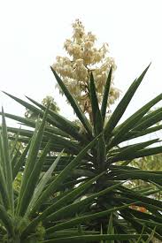 Image result for yucca gigantea en casa
