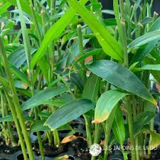 Image result for Tetradenia urticifolia