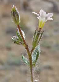 Image result for Gilgiochloa