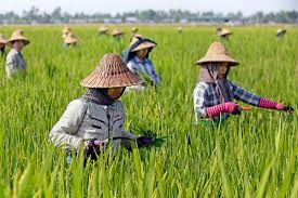 Myanmar's farmers go hi-tech | The ASEAN Post