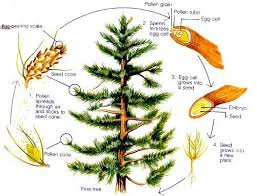 Tree Life Cycle Worksheet Life Cycles Of Conifers Tree Life Cycle Plant Life Cycle Conifer Trees