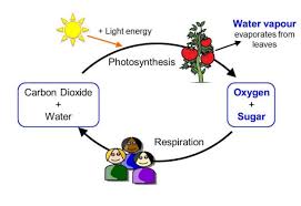 The method by which cells get chemical energy by the consumption of oxygen and the liberating of carbon dioxide is called respiration. Correlation Between Nature Plant Animal And Humans