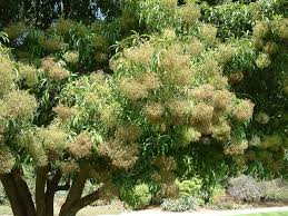 Image result for Nuxia floribunda