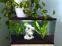 10 Gallon Aquarium Hey Simple And Minimal With A Golden Pothos Plant On Top Can T Wait To Add Fish Golden Pothos Plant Pothos Plant Golden Pothos