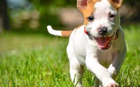 Pets whose pictures feature a video chat icon on the top, left corner are. 8 Upcoming Dog Friendly Events In Maricopa County Lose The Leash Dog Training