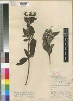 Image result for Heinsia zanzibarica