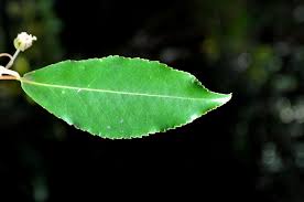 Image result for Aphloiaceae