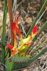 Image result for Babiana bainesii