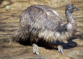 Kiwi Emu Birds That Cannot Fly Emu Flickr Photo Sharing Emu Large Flightless Bird Ostriches