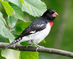 Picogordo Degollado Birds Bird Species